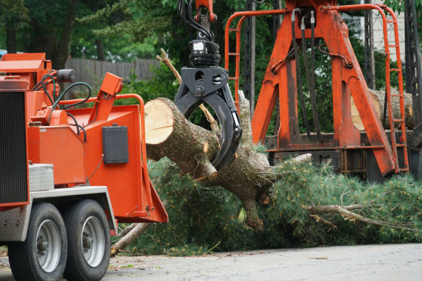 How Our Tree Care Process Works  in  Bellmore, NY
