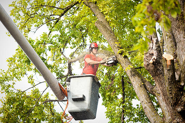 Reliable Bellmore, NY Tree Services Solutions